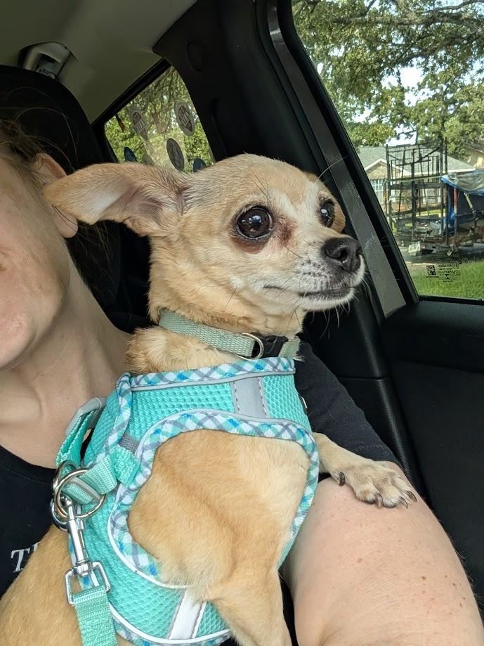 Enlarge Lola, a Adoptable mixed breed in Bryan, TX image 2/6