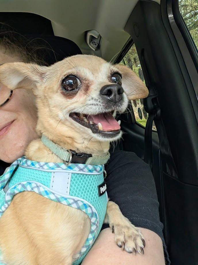 Enlarge Lola, a Adoptable mixed breed in Bryan, TX image 3/6