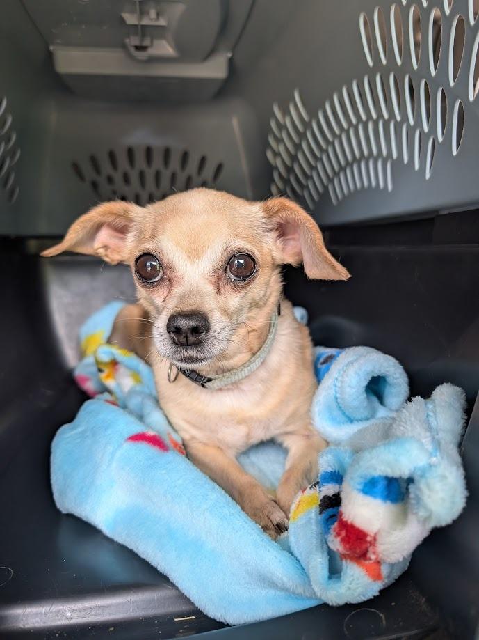 Enlarge Lola, a Adoptable mixed breed in Bryan, TX image 4/6