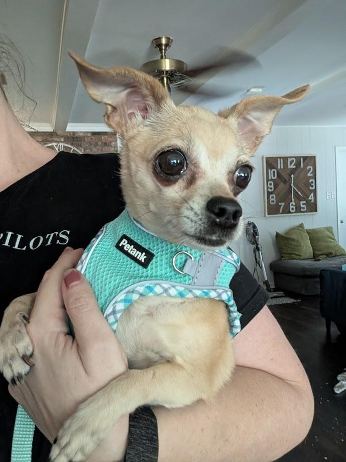 Enlarge Lola, a Adoptable mixed breed in Bryan, TX image 5/6