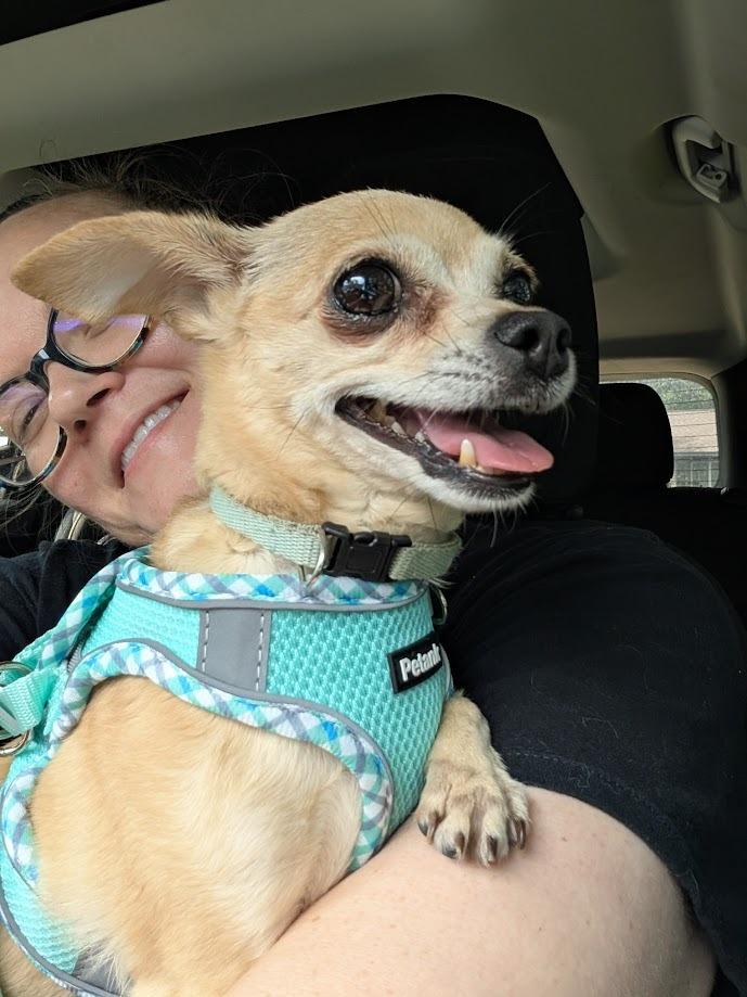 Enlarge Lola, a Adoptable mixed breed in Bryan, TX image 6/6