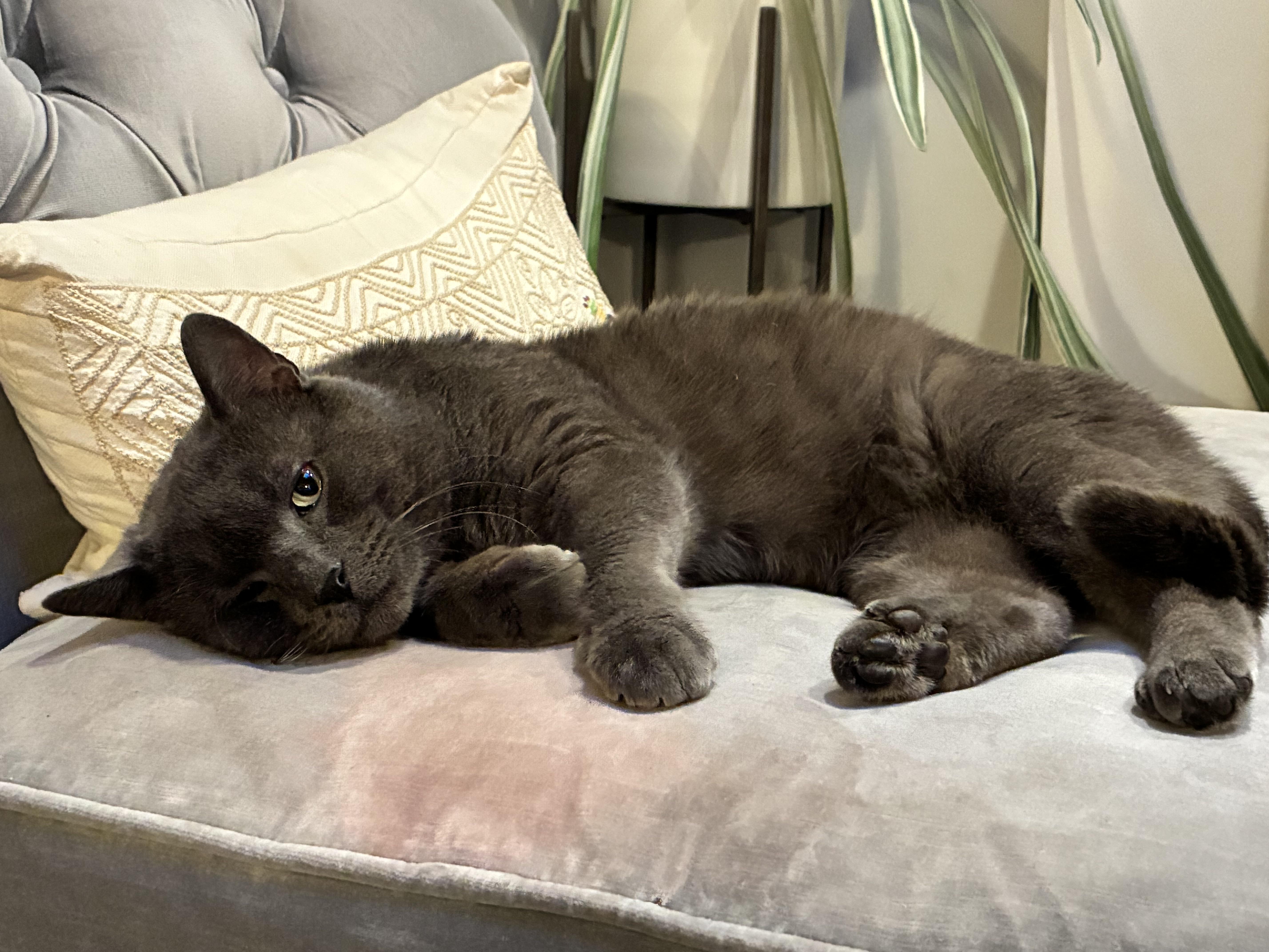 Notorious L.A.P., the plush, people-oriented pal you've always wanted in your corner!, a Adoptable Domestic Short Hair in Gladwyne, PA image 2/4