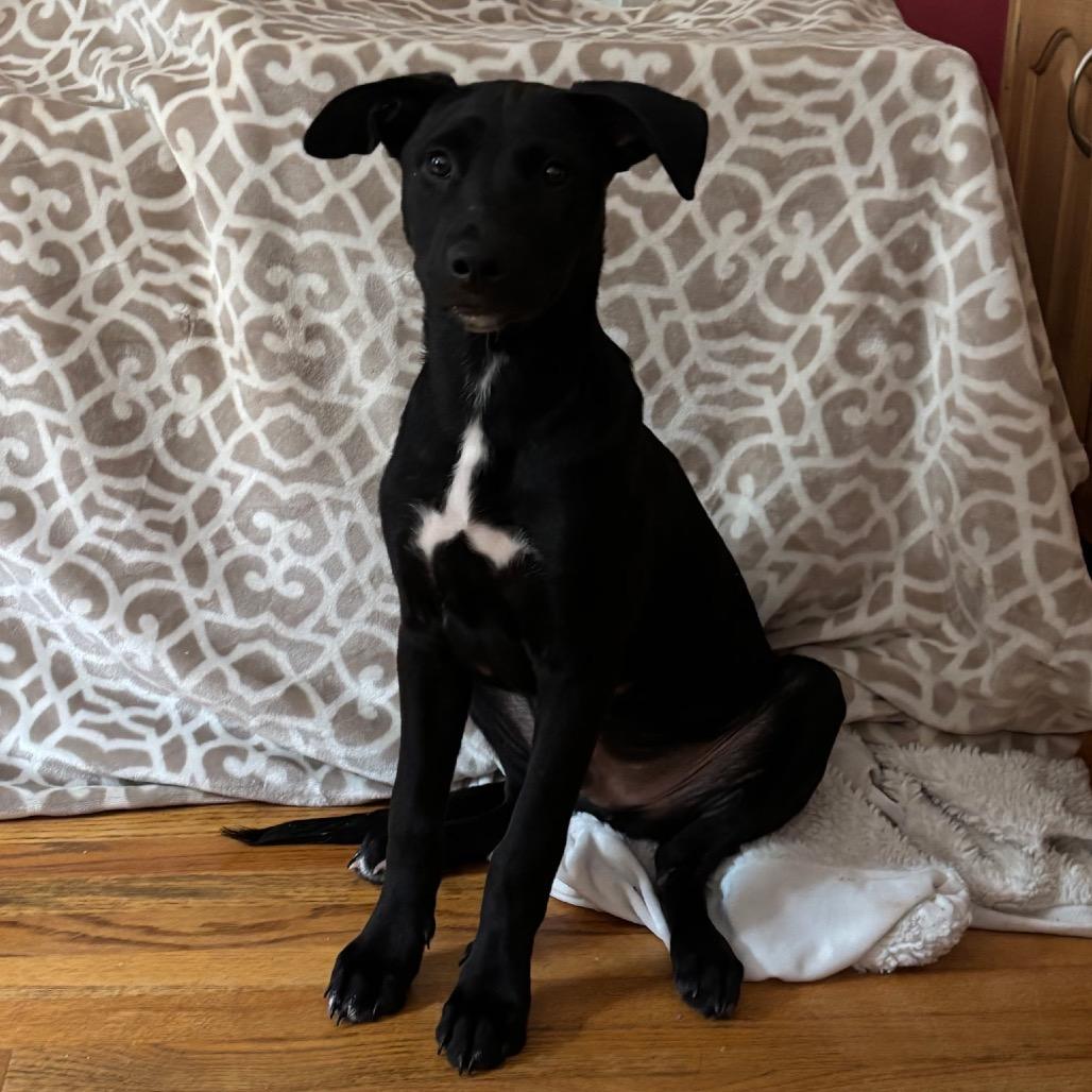 Prince, a Adoptable mixed breed in Fayetteville, GA image 2/5