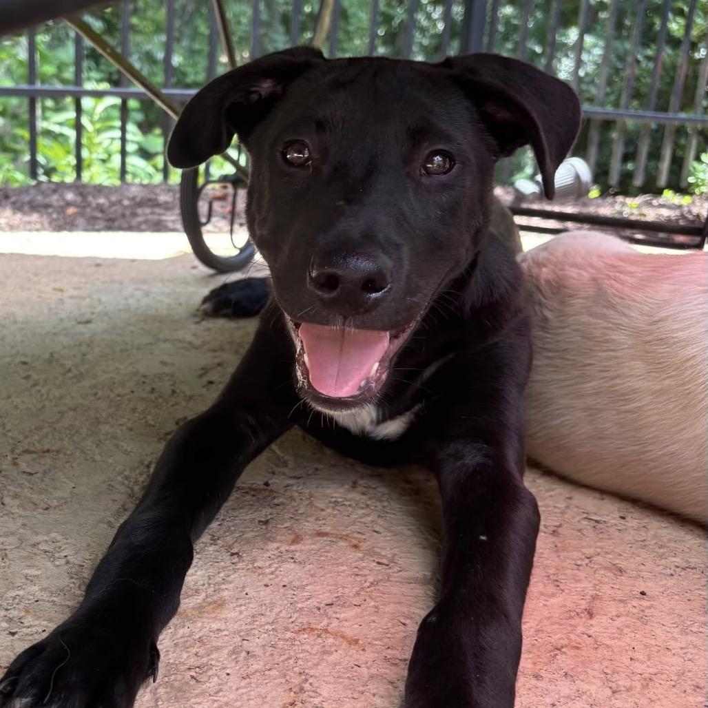 Prince, a Adoptable mixed breed in Fayetteville, GA image 4/5