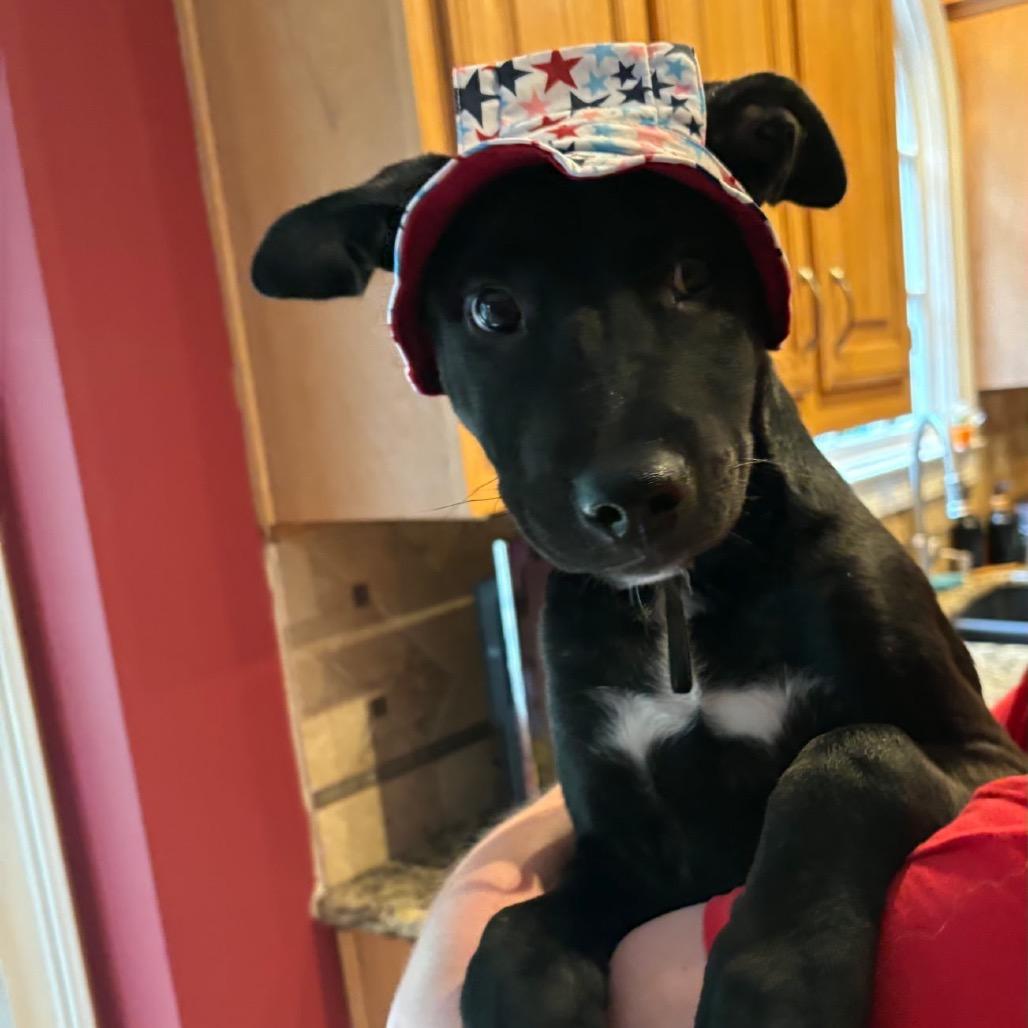Prince, a Adoptable mixed breed in Fayetteville, GA image 5/5