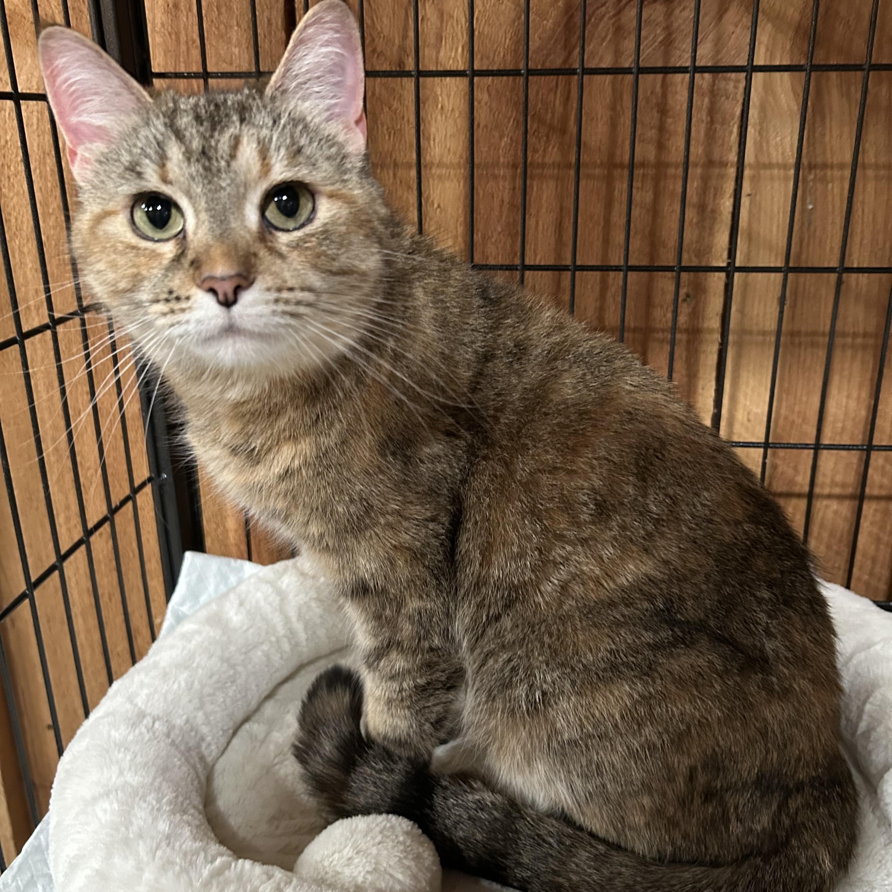 Enlarge Luna Rose, a Adoptable Domestic Short Hair in North Huntingdon, PA image 1/1