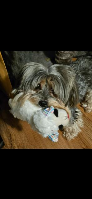 Ronni, a Adopted Yorkshire Terrier in MODESTO, CA image 3/5