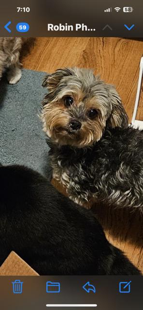 Ronni, Adopted, Adult Female Yorkshire Terrier.