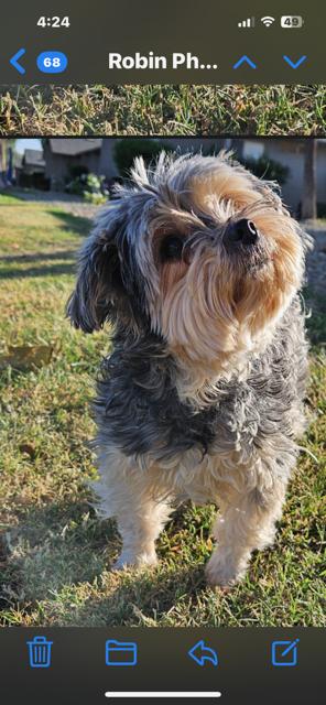 Ronni, a Adopted Yorkshire Terrier in MODESTO, CA image 5/5