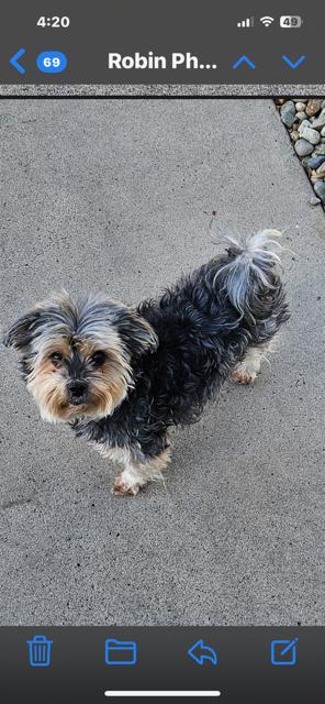 Ronni, a Adopted Yorkshire Terrier in MODESTO, CA image 4/5