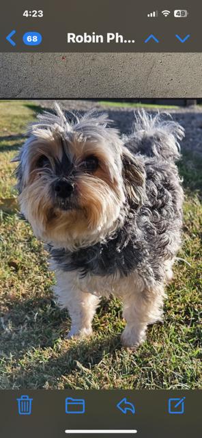 Ronni, Adopted, Adult Female Yorkshire Terrier.