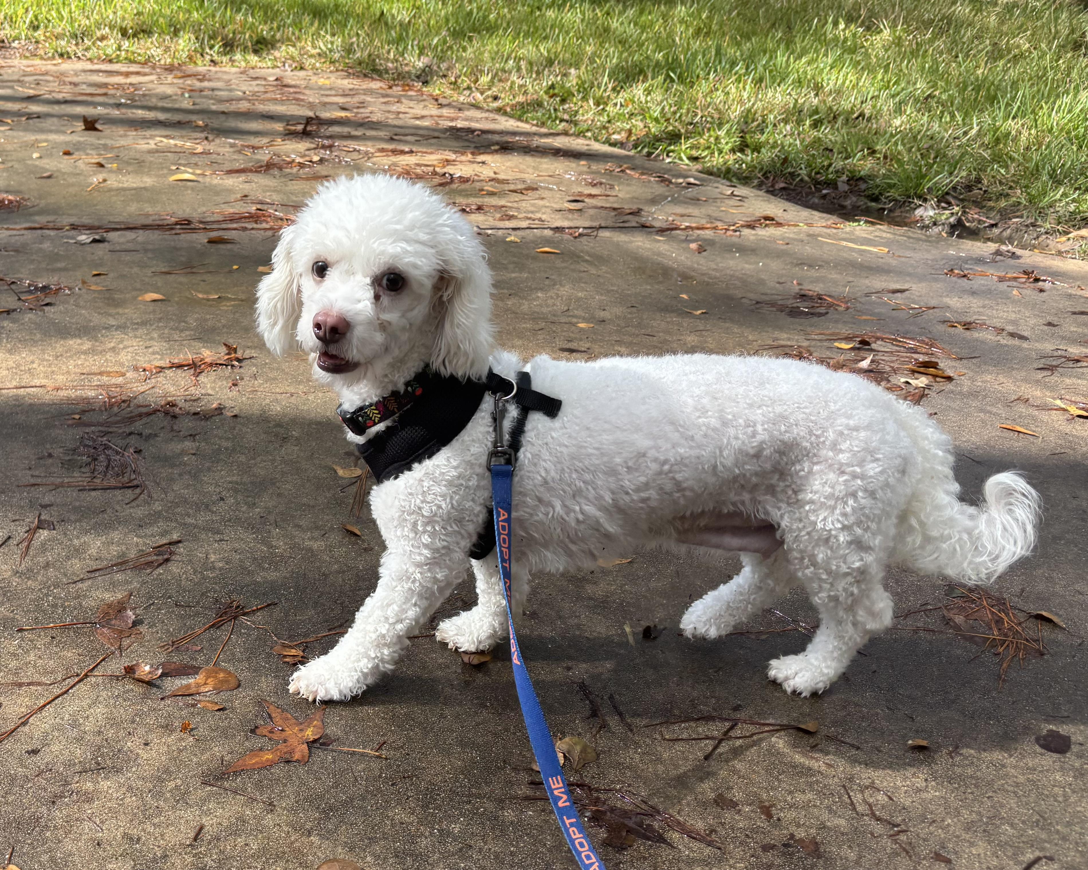 Avery - Adoption Pending! photo 2