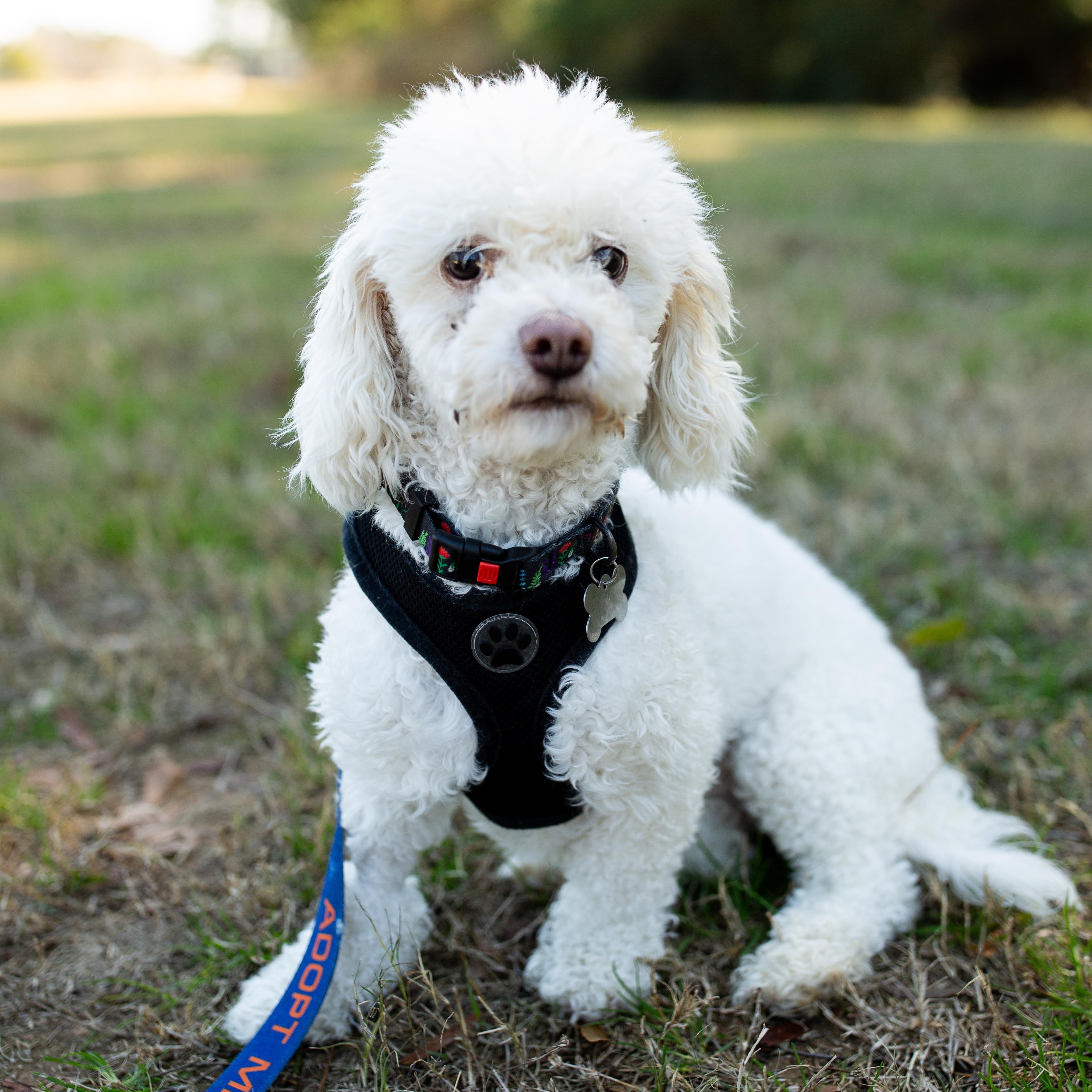 Avery - Adoption Pending!