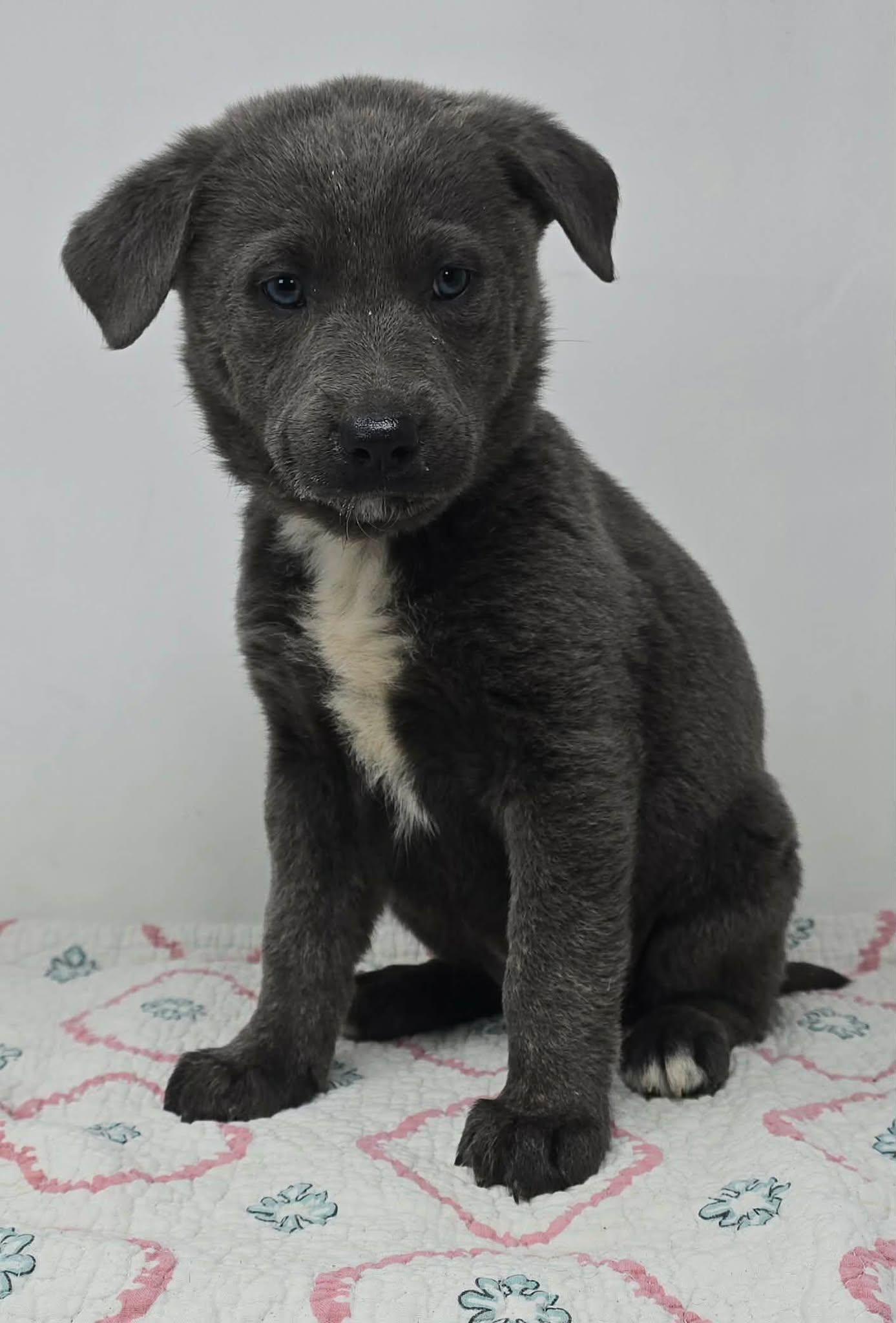 Enlarge Blue Comet, an adopted mixed breed in Newport, TN image 2/3