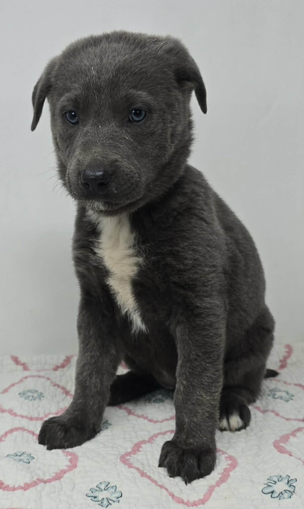 Enlarge Blue Comet, an adopted mixed breed in Newport, TN image 3/3