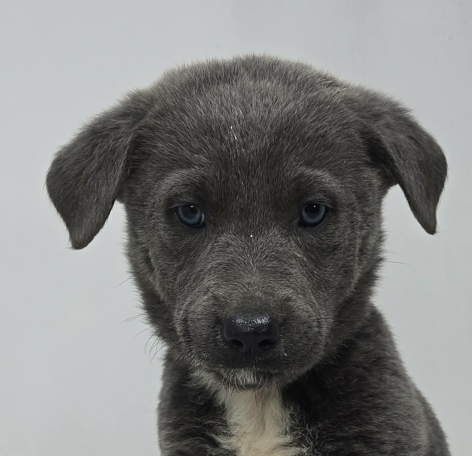 Blue Comet, adopted, Puppy Female German Shepherd Dog & Labrador Retriever.