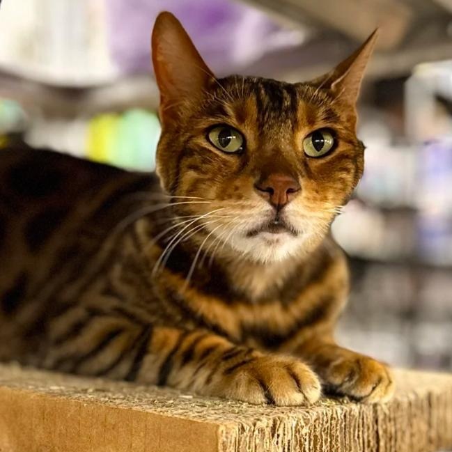 Looking for a loyal laid back affectionate companion who will shower you with love and keep you en