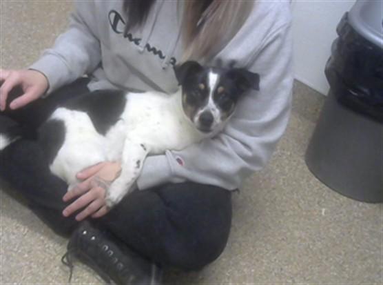 SPECK, Adoptable, Young Male Chihuahua & Mixed Breed.