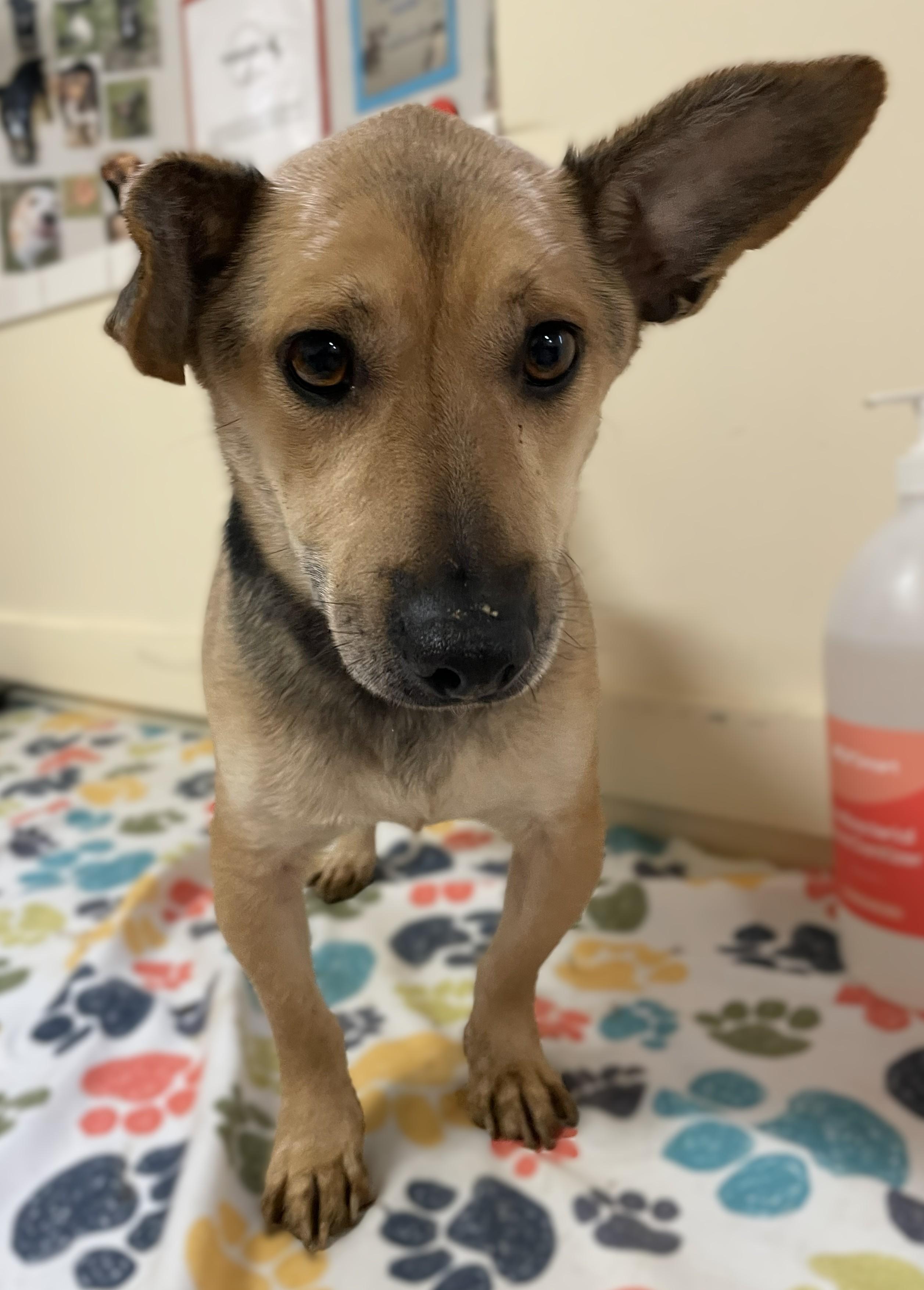 Enlarge Levi, an adopted Corgi in Mount Sterling, KY image 4/5