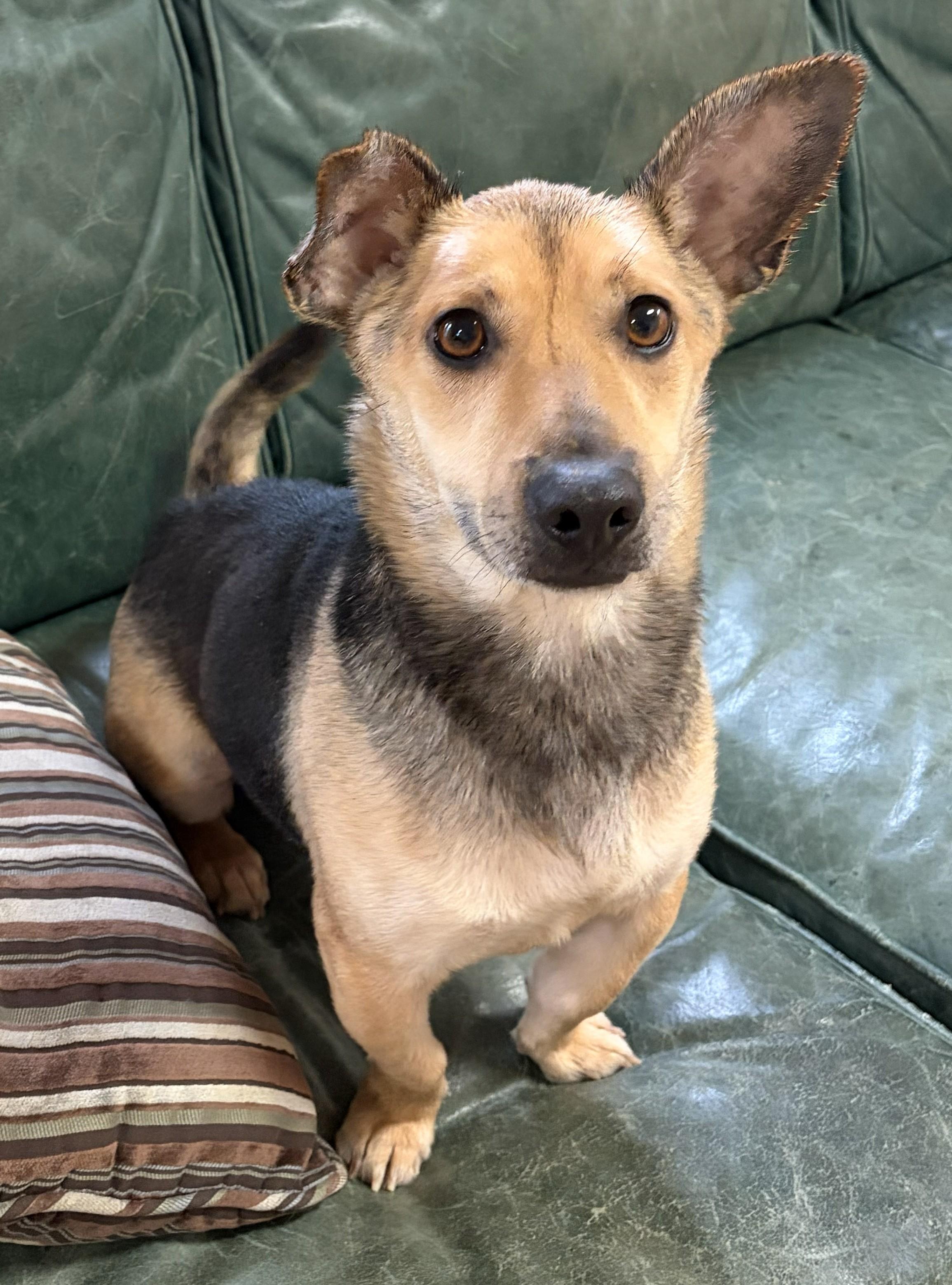 Enlarge Levi, an adopted Corgi in Mount Sterling, KY image 1/5