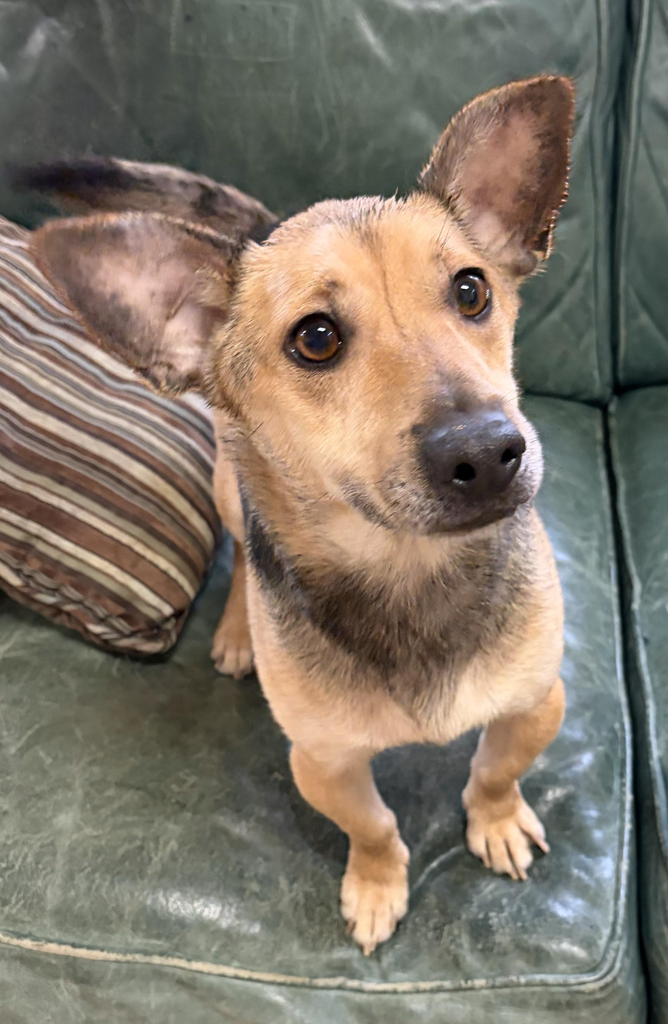 Enlarge Levi, an adopted Corgi in Mount Sterling, KY image 2/5