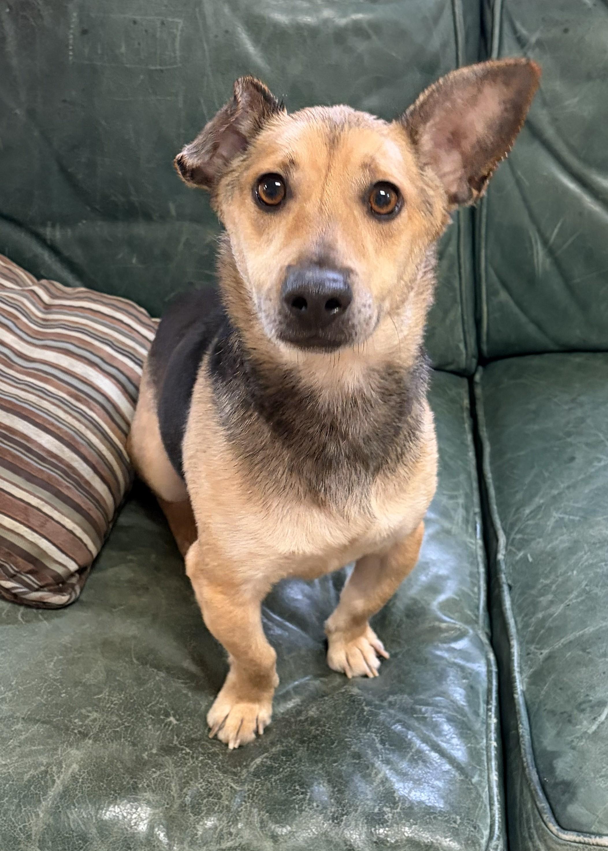 Enlarge Levi, an adopted Corgi in Mount Sterling, KY image 5/5