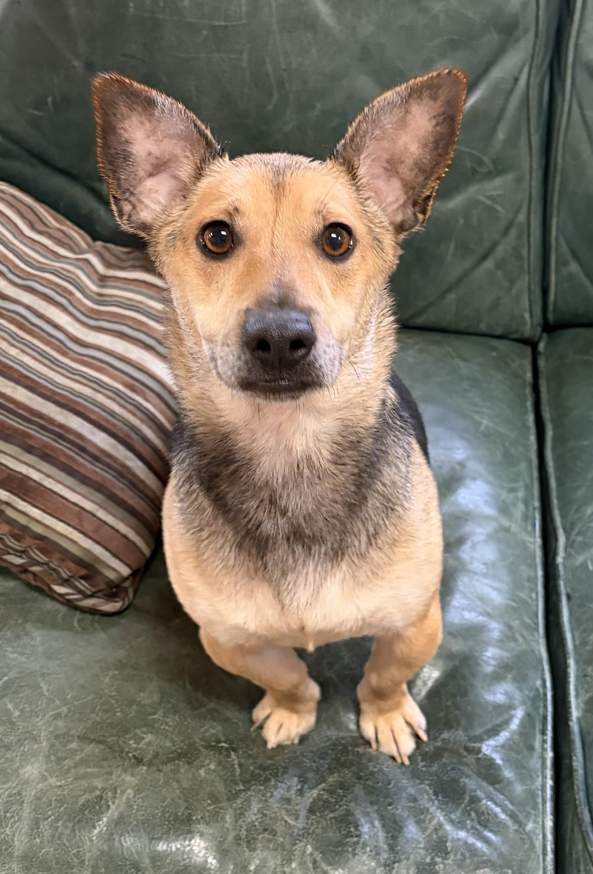 Enlarge Levi, an adopted Corgi in Mount Sterling, KY image 3/5