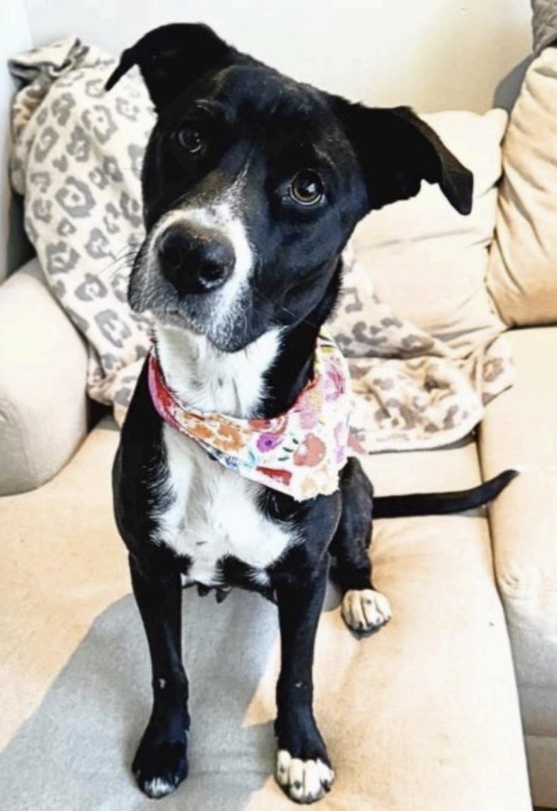 Enlarge Penelope , a ADOPTABLE mixed breed in Cedarburg, WI image 3/3