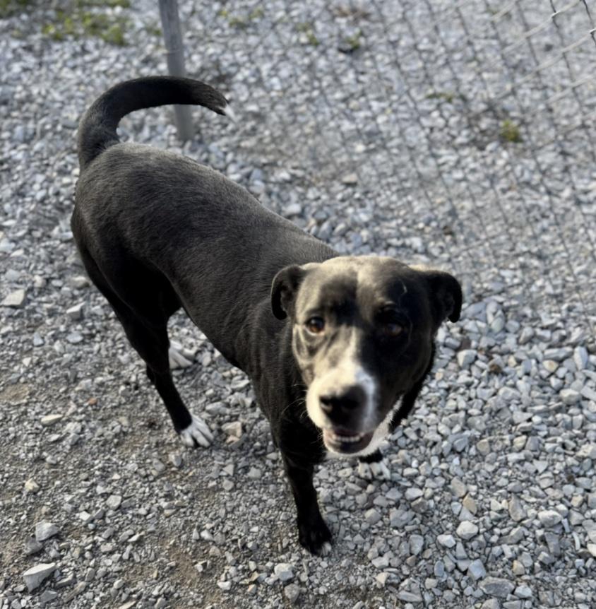Enlarge Penelope , a ADOPTABLE mixed breed in Cedarburg, WI image 2/3