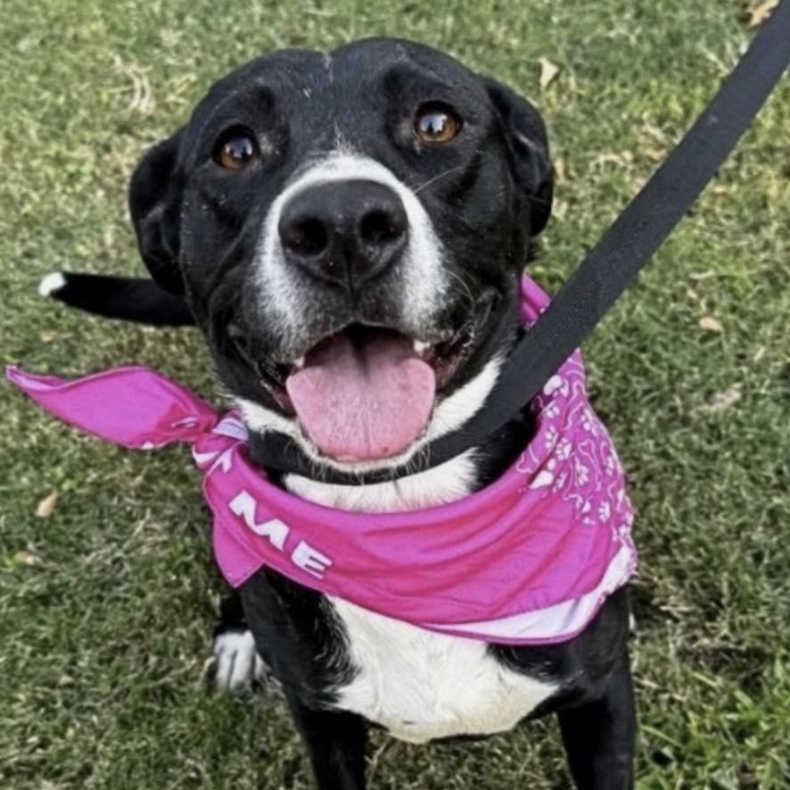 Penelope , ADOPTABLE, Adult Female Labrador Retriever & Mixed Breed.