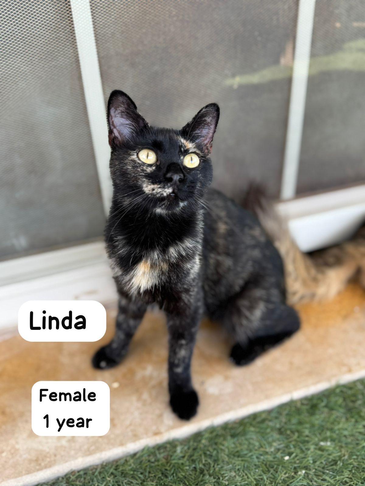 Short Haired Cats For Adoption, Young Female unknown