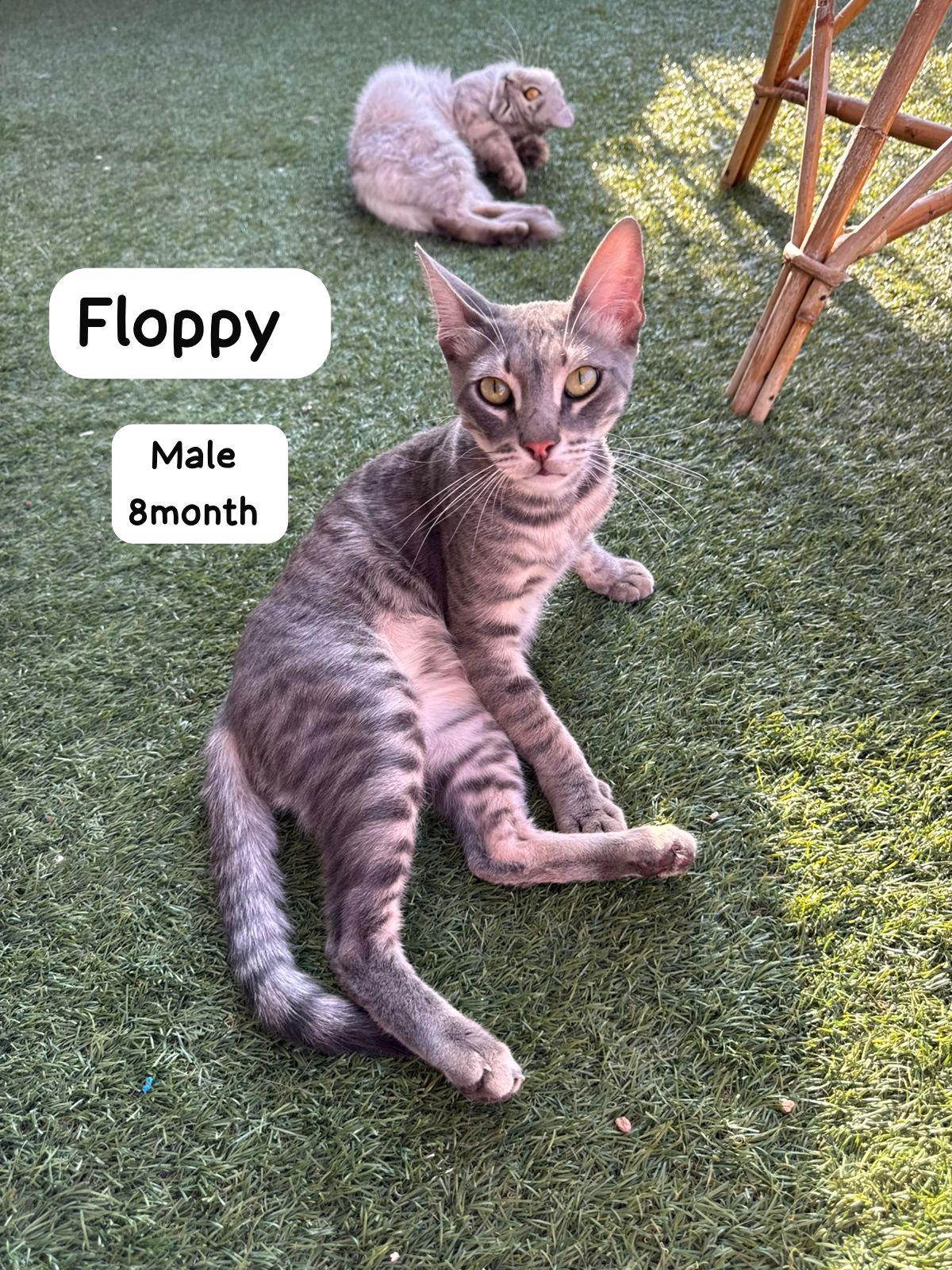 Short Haired Cats For Adoption photo 2
