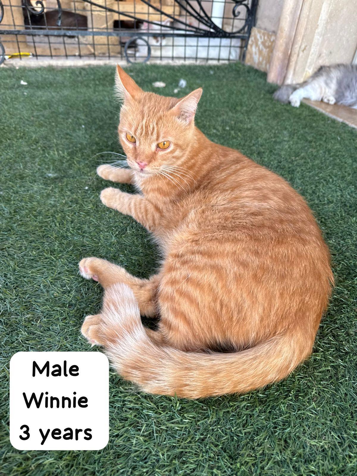 Short Haired Cats For Adoption photo 3