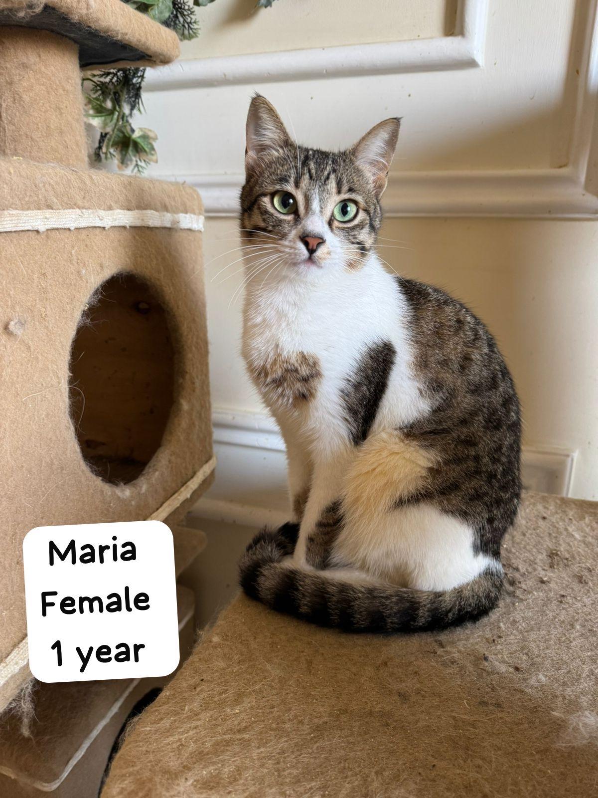 Short Haired Cats For Adoption photo 4