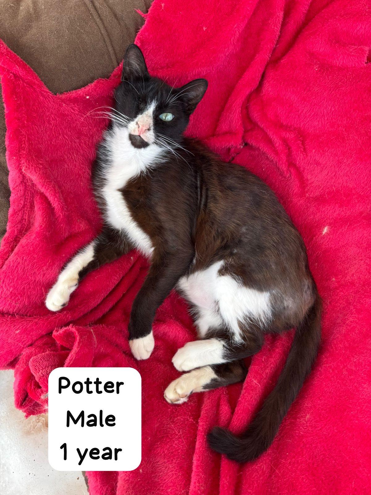 Short Haired Cats For Adoption photo 5