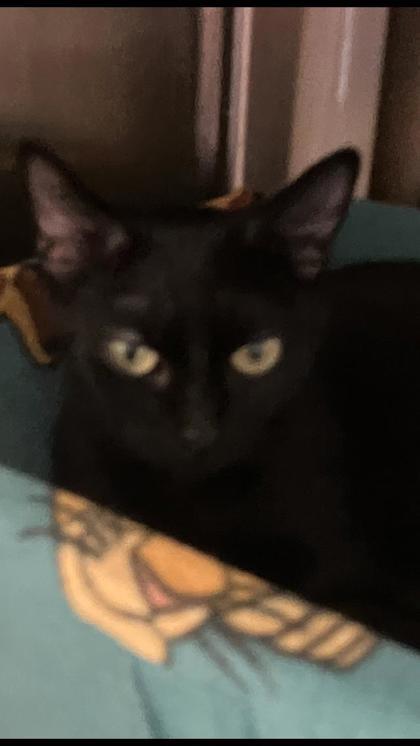 Shana, Adoptable, Adult Female Domestic Short Hair & Domestic Short Hair.