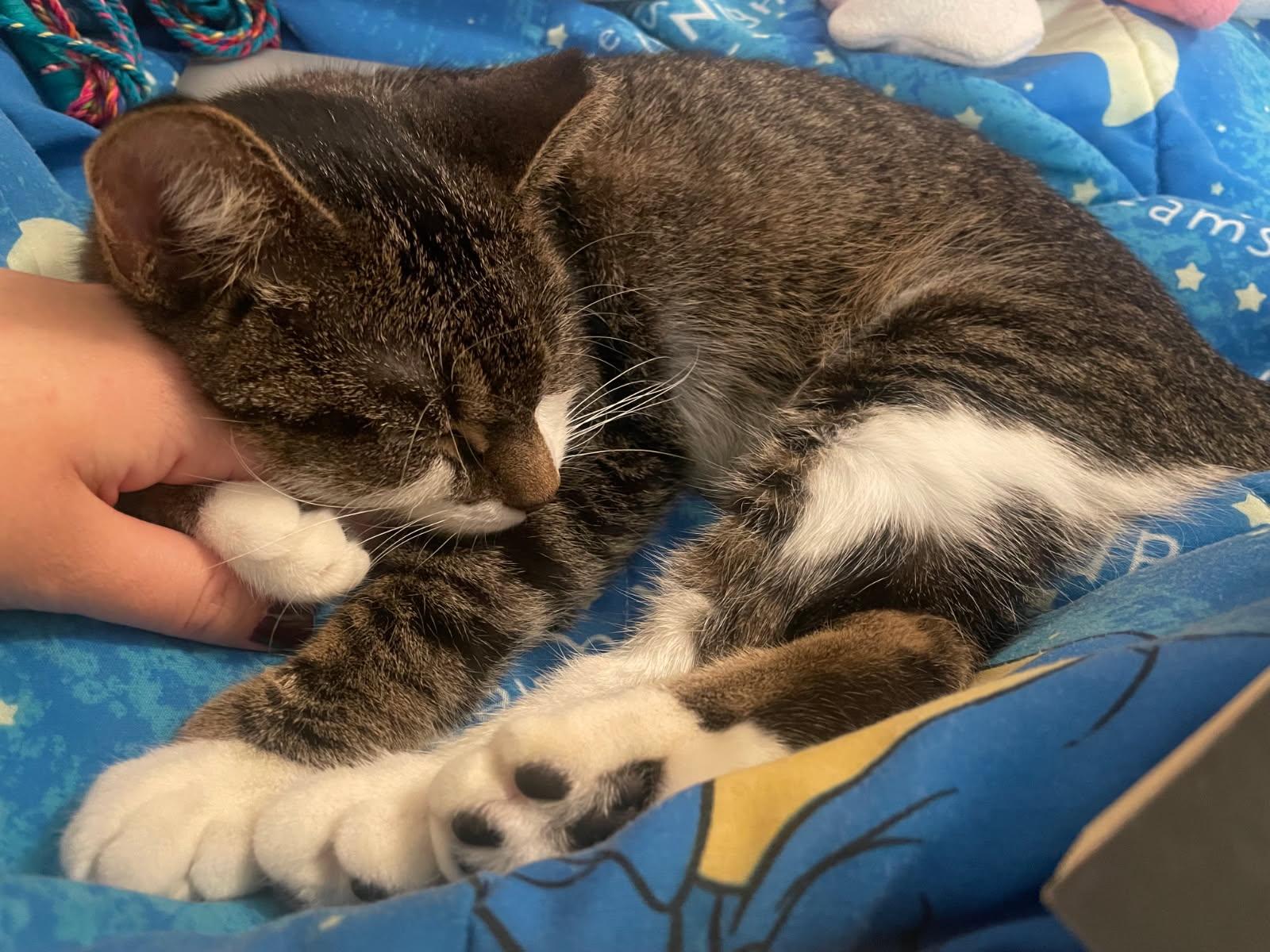 Enlarge Malachite, an adopted Domestic Short Hair in Medfield, MA image 2/5