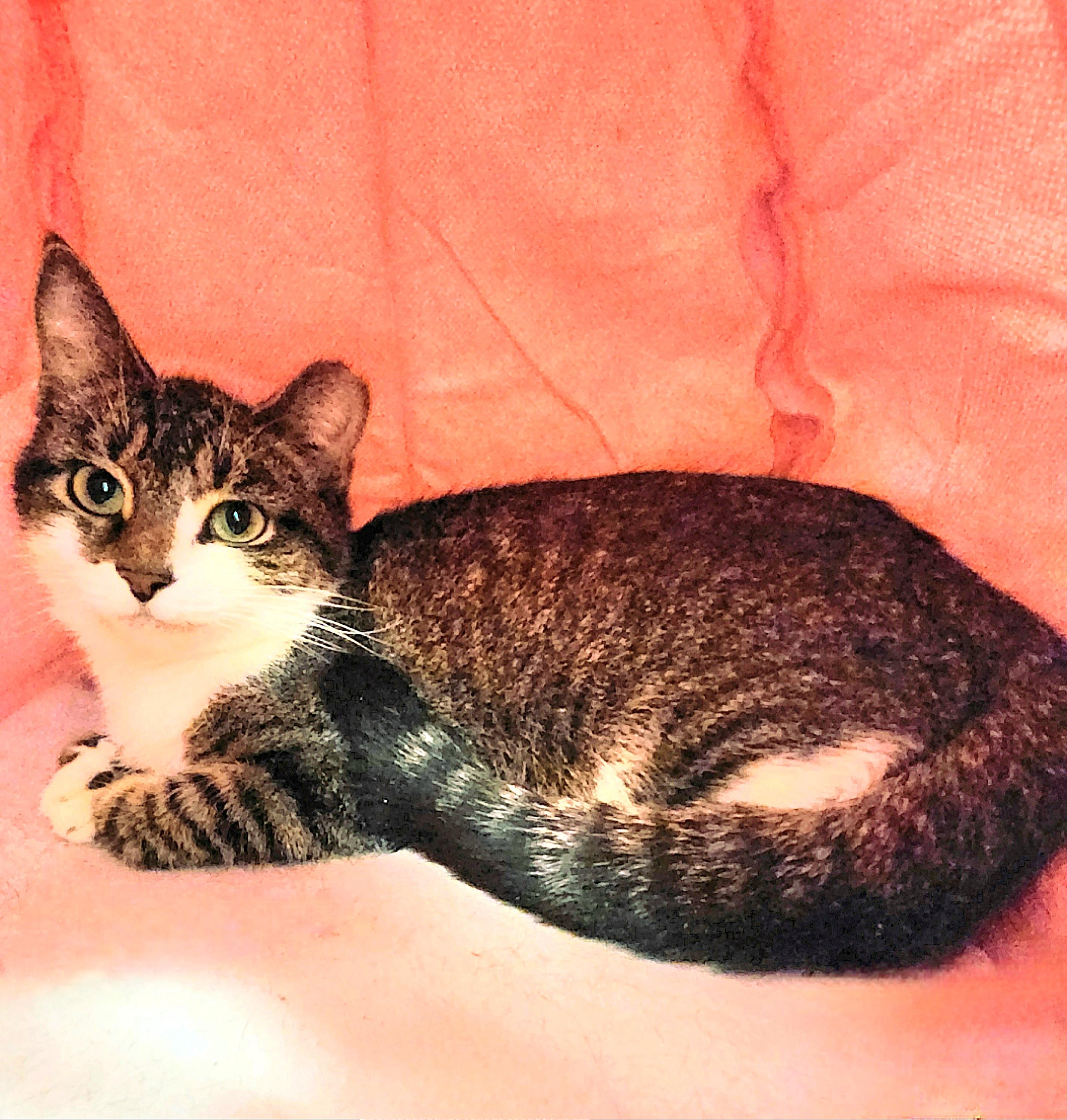 Malachite, a ADOPTABLE Domestic Short Hair in Medfield, MA image 1/3