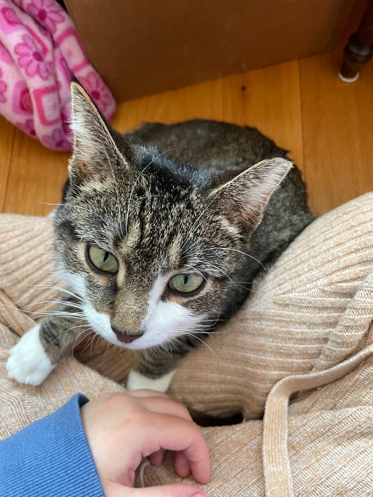 Enlarge Malachite, an adopted Domestic Short Hair in Medfield, MA image 1/5