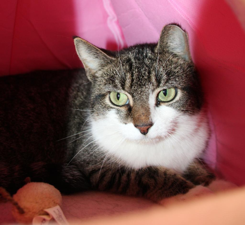 Malachite, ADOPTABLE, Young Female Domestic Short Hair.