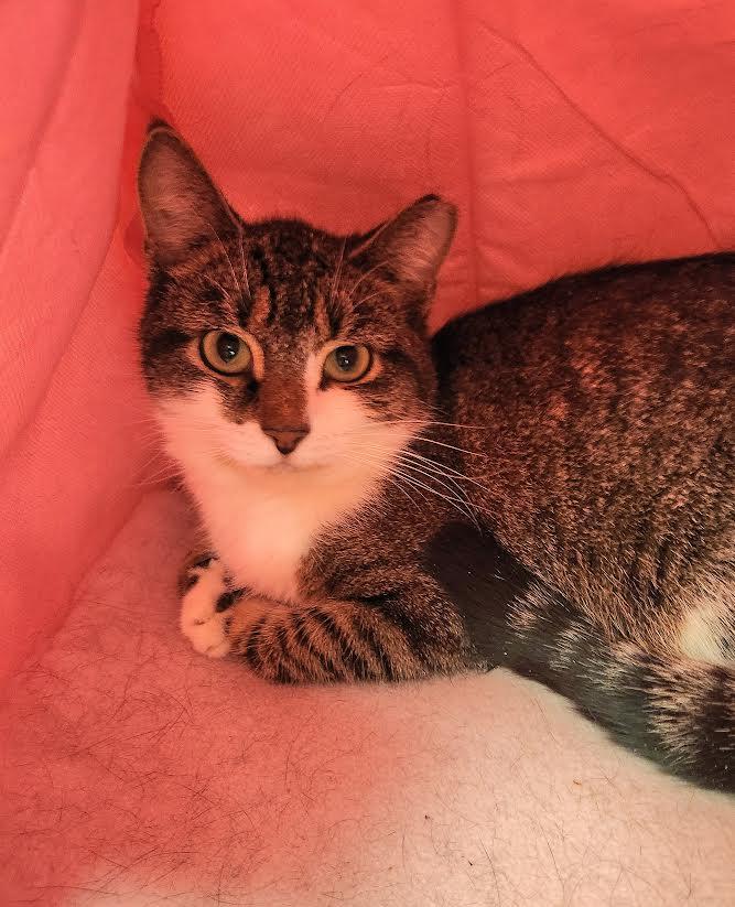 Malachite, a ADOPTABLE Domestic Short Hair in Medfield, MA image 3/3