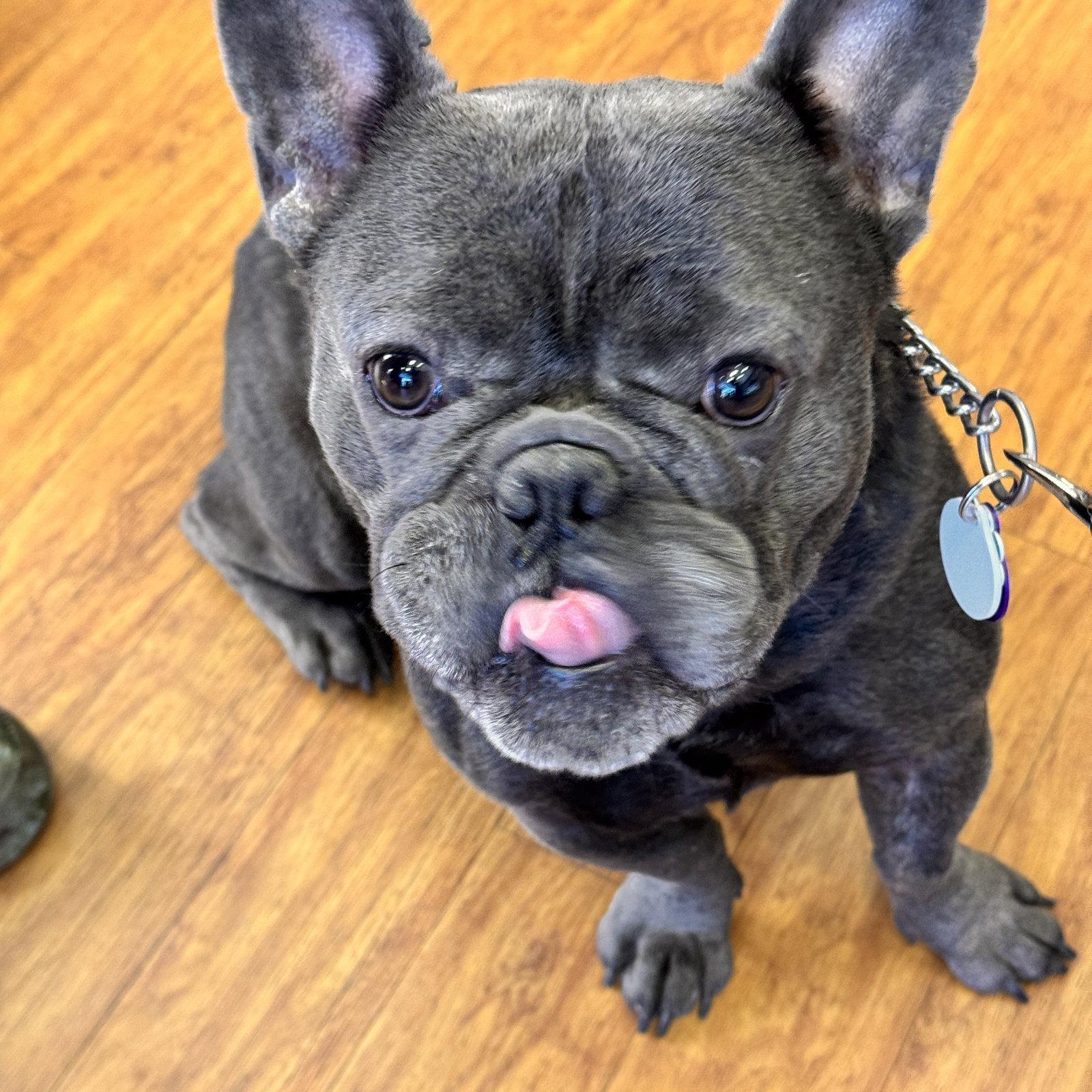 *Inchworm GREEN, Adoptable, Adult Male French Bulldog.