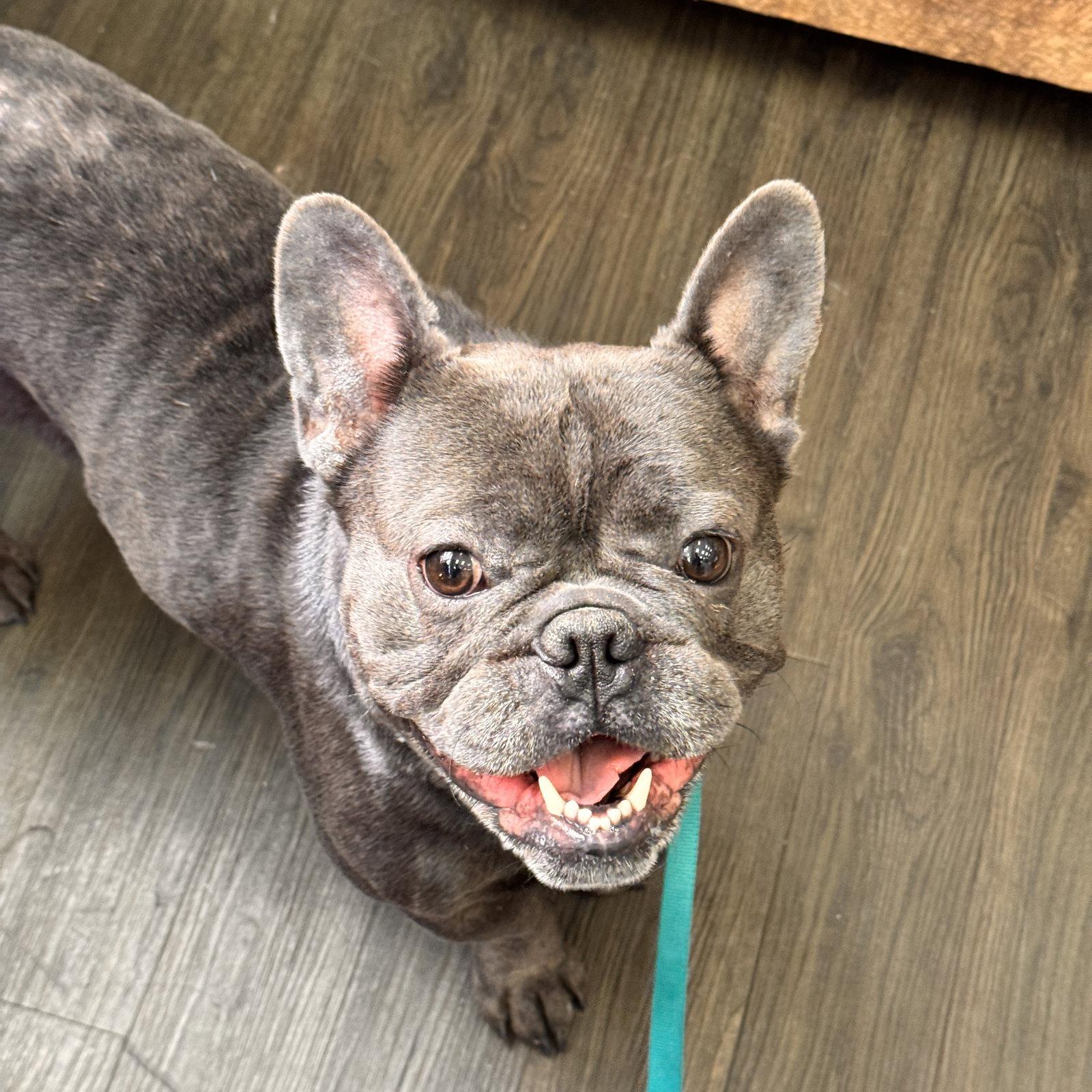 Enlarge *Inchworm GREEN, a Adoptable French Bulldog in Pittsburg, CA image 2/3