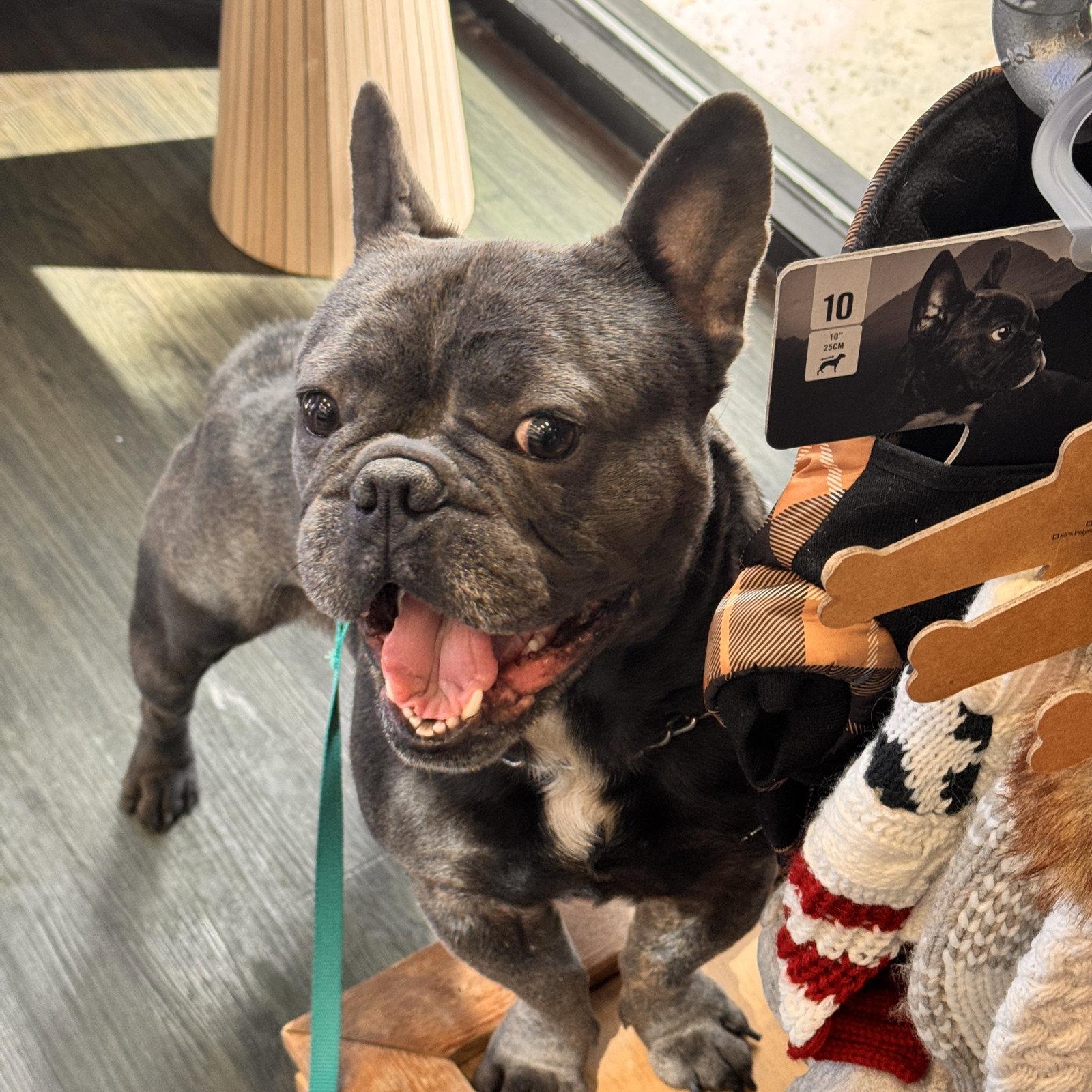 Enlarge *Inchworm GREEN, a Adoptable French Bulldog in Pittsburg, CA image 3/3