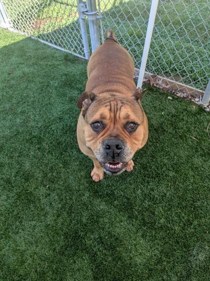 Enlarge Hoagie, a Adoptable mixed breed in Louisburg, NC image 1/1