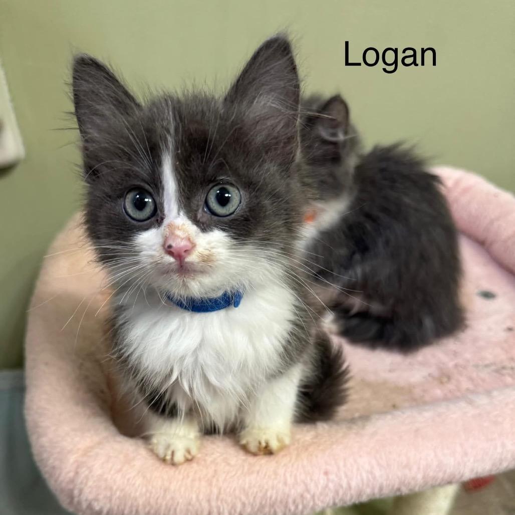 Enlarge Logan (Lucifer) 26875, a Adoptable Domestic Long Hair in Middleburg, FL image 1/2