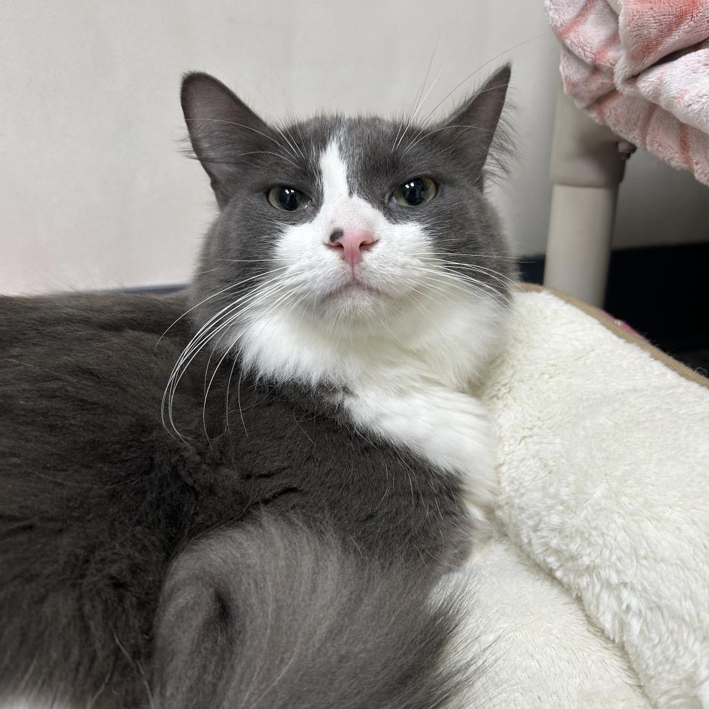 Enlarge Logan (Lucifer) 26875, a Adoptable Domestic Long Hair in Middleburg, FL image 2/2