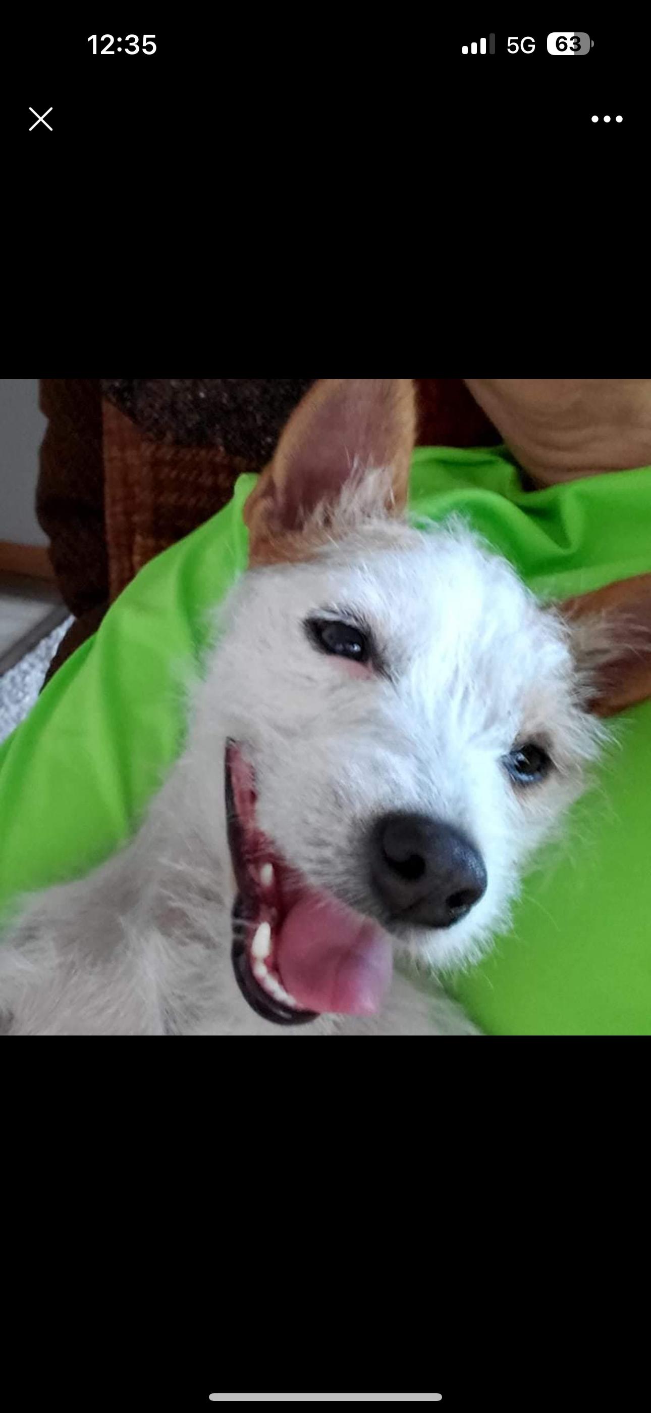 Enlarge Tess , an adopted Jack Russell Terrier in Houston, TX image 3/3