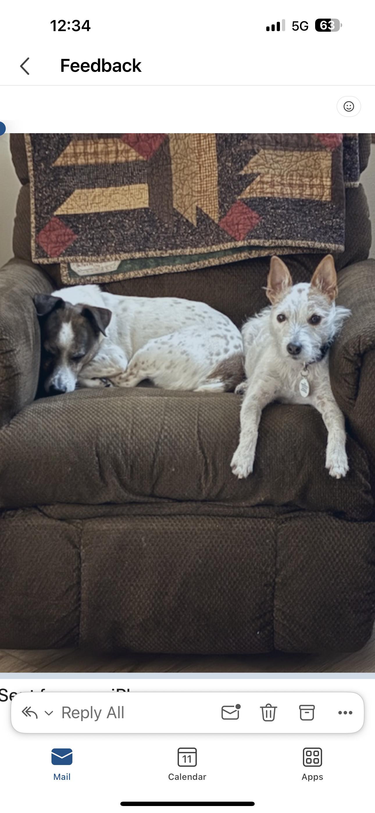 Enlarge Tess , an adopted Jack Russell Terrier in Houston, TX image 1/3