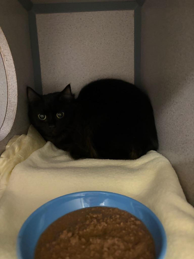 Star Shine, Adopted, Young Female Domestic Long Hair.